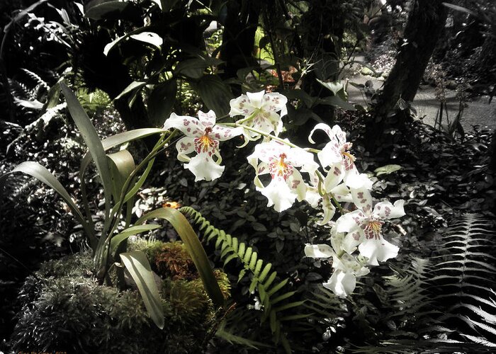 Flowers Greeting Card featuring the photograph Orchids #4 by Gina De Gorna