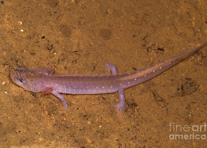 Eurycea Spelaea Greeting Card featuring the photograph Ozark Blind Cave Salamander #4 by Dante Fenolio