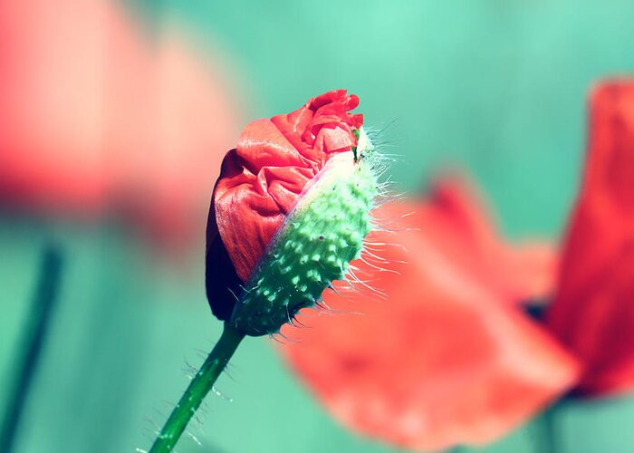 Poppy Greeting Card featuring the photograph Poppy #4 by Falko Follert