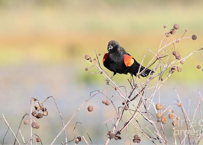 Nature Greeting Card featuring the photograph Red-winged Blackbird #4 by Jack R Brock