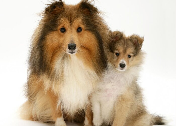 Animal Greeting Card featuring the photograph Shelties #4 by Jane Burton