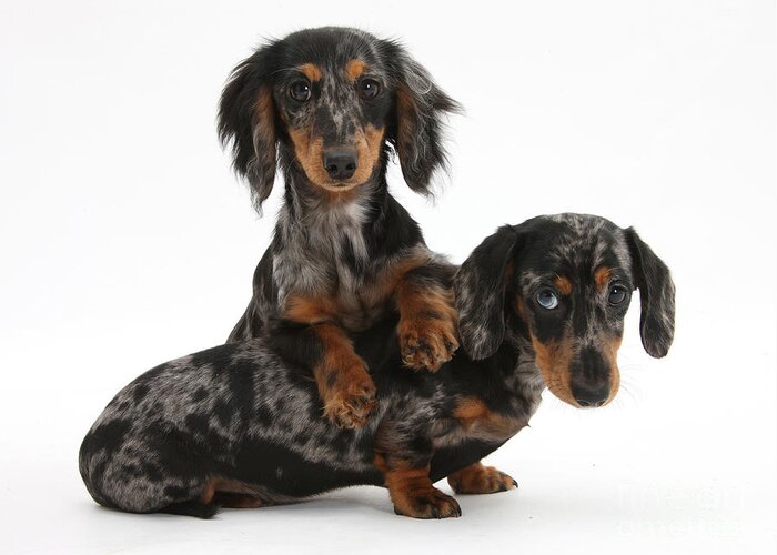 Dachshund Greeting Card featuring the photograph Dachshund Pups #7 by Mark Taylor