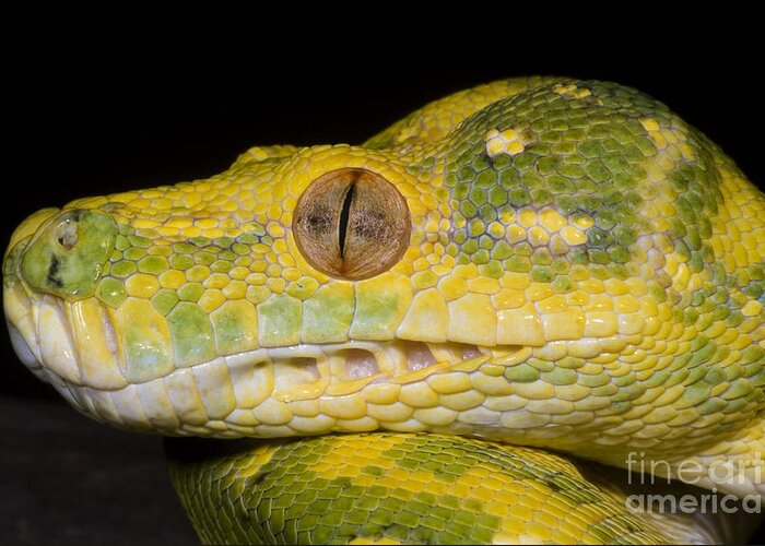 Green Tree Python Greeting Card featuring the photograph Green Tree Python #5 by Dante Fenolio