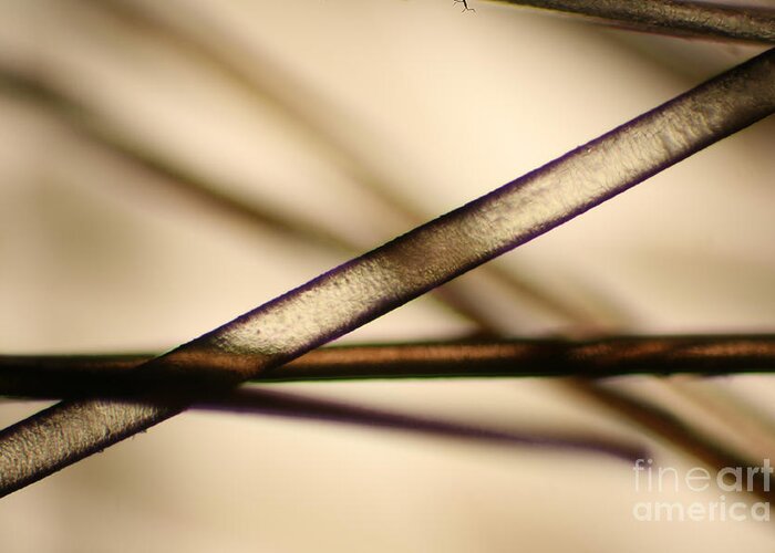 Light Microscopy Greeting Card featuring the photograph Human Hair #5 by Ted Kinsman
