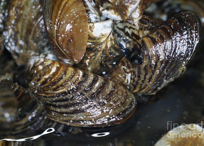 Zebra Mussel Greeting Card featuring the photograph Zebra Mussel #5 by Ted Kinsman
