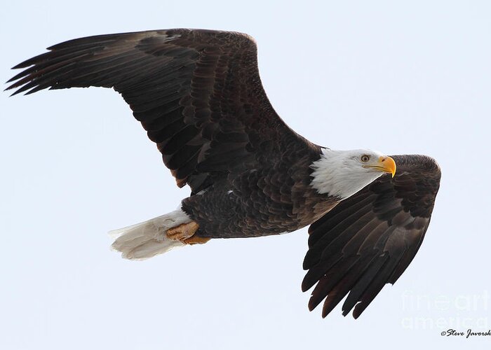 Bald Eagles Greeting Card featuring the photograph Bald Eagle #52 by Steve Javorsky