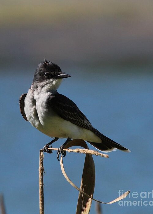 Nature Greeting Card featuring the photograph Eastern Kingbird #6 by Jack R Brock