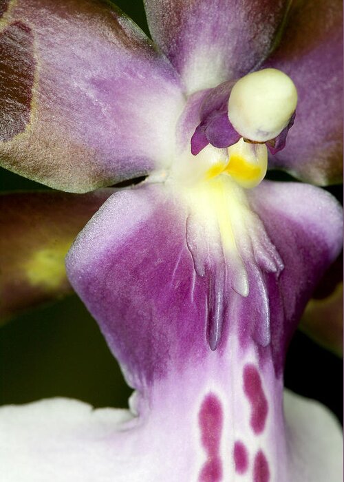 Orchid Greeting Card featuring the photograph Exotic Orchid Flower #6 by C Ribet