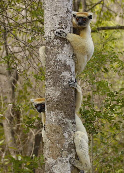 Mp Greeting Card featuring the photograph Golden-crowned Sifaka Propithecus #6 by Pete Oxford