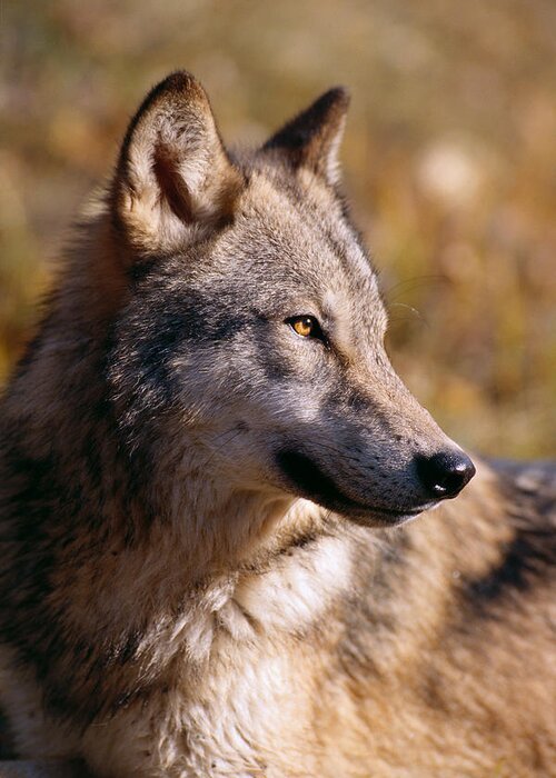 Afternoon Greeting Card featuring the photograph Gray Wolf #6 by John Hyde - Printscapes