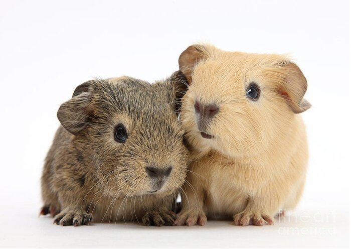 Animal Greeting Card featuring the photograph Guinea Pigs #6 by Mark Taylor