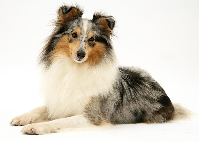 Animal Greeting Card featuring the photograph Sheltie #6 by Jane Burton