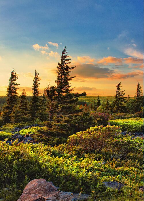 Dolly Sods Greeting Card featuring the photograph Dolly Sods Wilderness #8 by Mary Almond