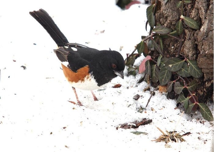 Nature Greeting Card featuring the photograph Eastern Towhee #7 by Jack R Brock