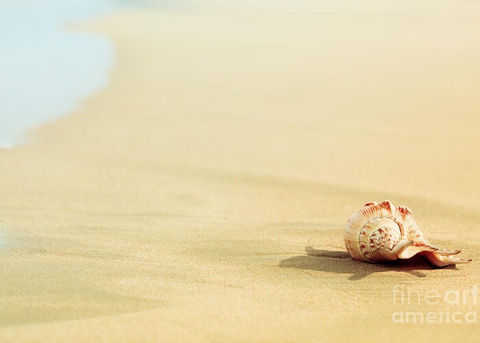 Shell Greeting Card featuring the photograph Seashell #8 by MotHaiBaPhoto Prints