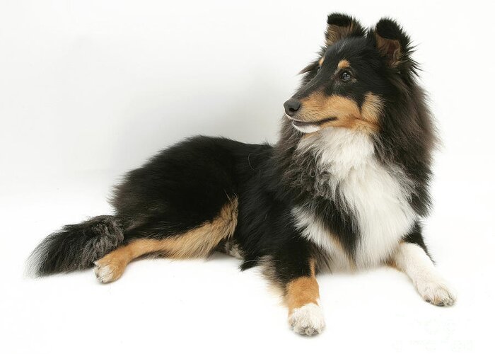 Animal Greeting Card featuring the photograph Sheltie #8 by Jane Burton