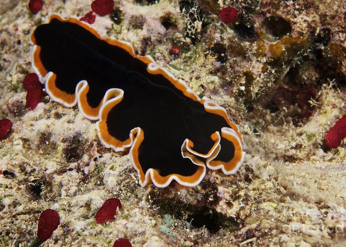 Flatworm Greeting Card featuring the photograph A Beautiful Flatworm Feeds On Algae by Terry Moore