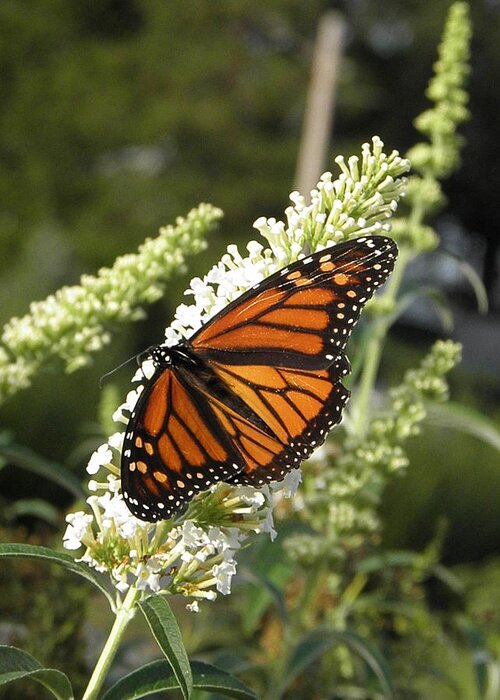 Monarch Greeting Card featuring the photograph A Capture Of Beauty by Kim Galluzzo