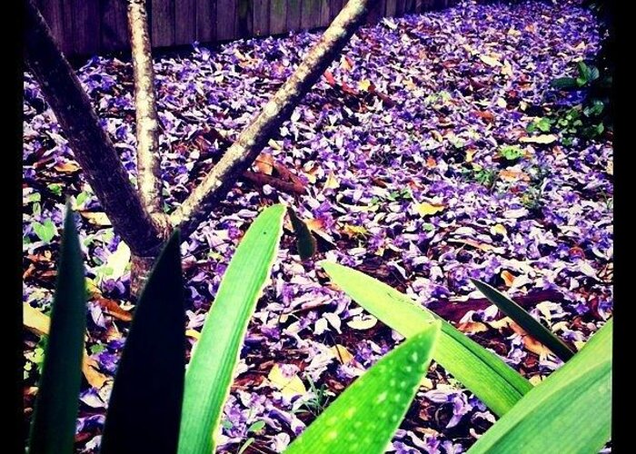  Greeting Card featuring the photograph A Carpet Of Jacaranda Petals by Christopher Chan