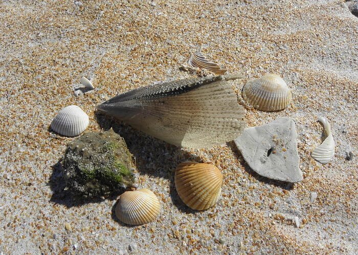 Sea Shells Greeting Card featuring the photograph A Collection Of Beach Nature by Kim Galluzzo