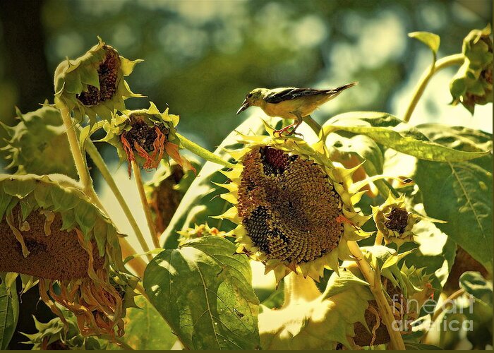 Sunflower Greeting Card featuring the photograph A Feast For Some ... by Gwyn Newcombe