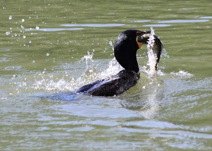 Cormorant Greeting Card featuring the photograph A Fresh Meal by Shane Bechler