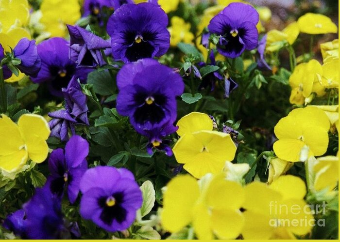 Purple/yellow Flowers Greeting Card featuring the photograph A Great Contrast by Kip Vidrine