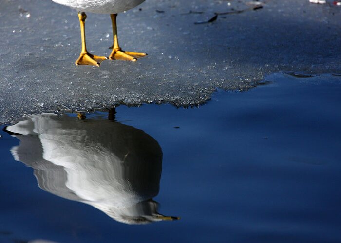 Seagull Greeting Card featuring the photograph A Gull Reflects by Karol Livote