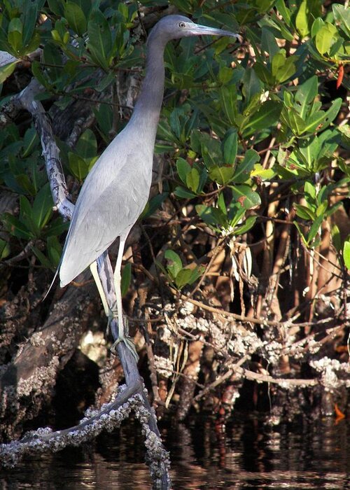 Heron Greeting Card featuring the photograph A Heron Type Bird in the Mangroves by Judy Via-Wolff