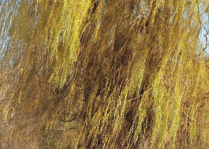 A Huge Golden Autumn Willow Tree Photograph By Jennifer Holcombe