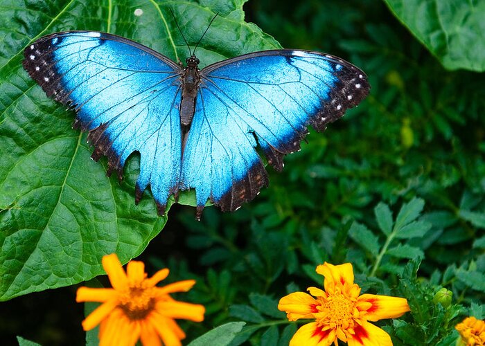 Blue Butterfly Greeting Card featuring the photograph A Large Blue Butterfly by Dennis Dame