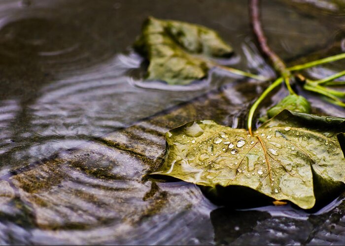 Drops Greeting Card featuring the photograph A Leaf in the Rain by Lori Coleman