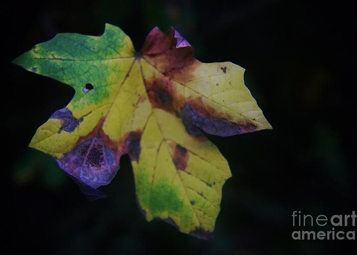 Leaves Greeting Card featuring the photograph A Leaf Left Black And Blue by Jeff Swan