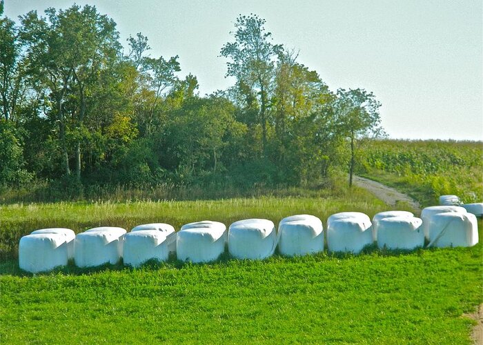 Fodder Greeting Card featuring the photograph A Marshmallow World in Wisconsin by Randy Rosenberger