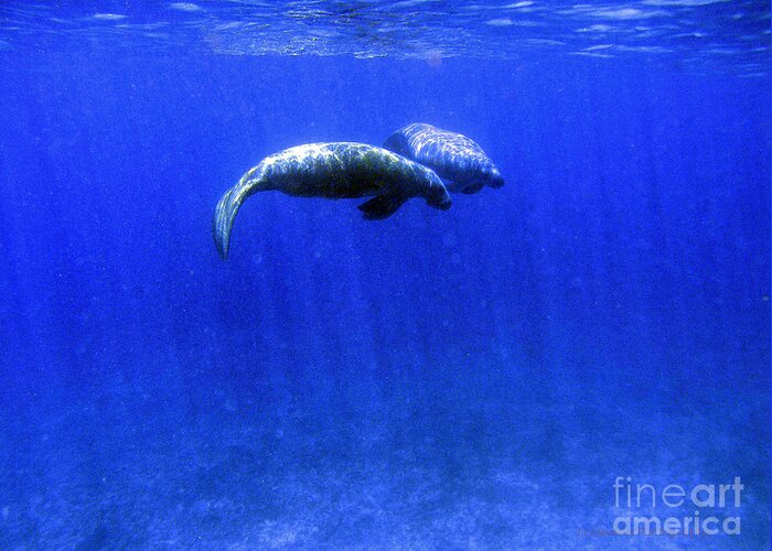 Manatee Greeting Card featuring the photograph A Mid Summers Dream by Li Newton