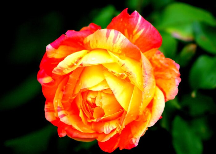 Rose Greeting Card featuring the photograph A Rose by Jose Lopez