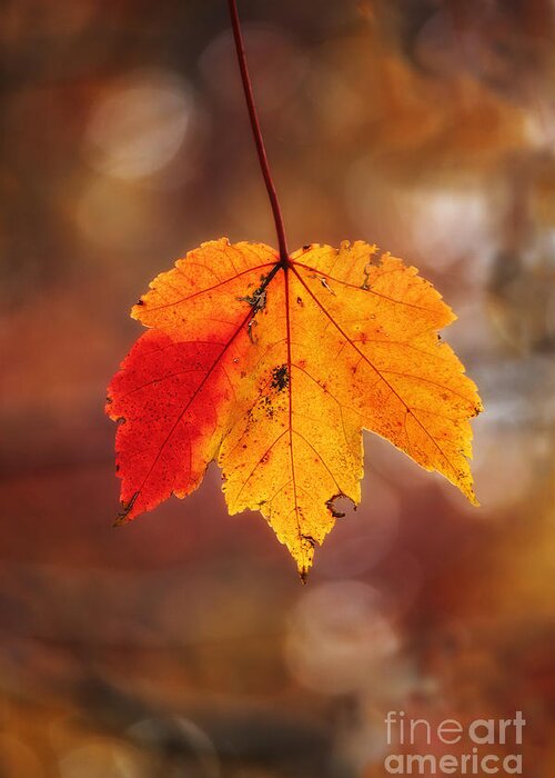 Autumn Greeting Card featuring the photograph A Touch Of Red by Jeff Breiman