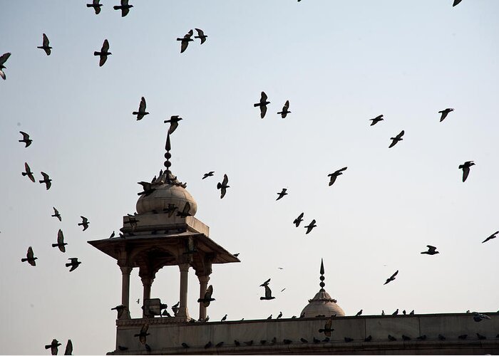 Delhi Greeting Card featuring the photograph A whole flock of pigeons on the top of the ramparts of the Red Fort in New Delhi by Ashish Agarwal