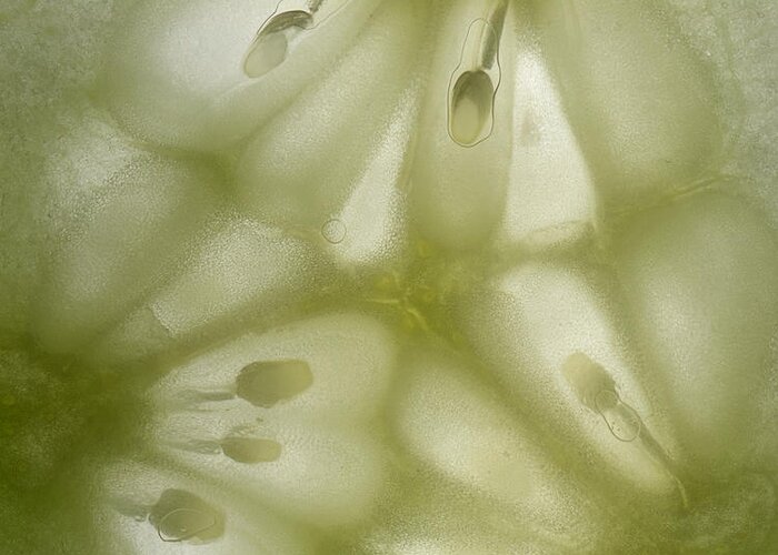 Cucumber Greeting Card featuring the photograph Abstract Cucumber by Janeen Wassink Searles
