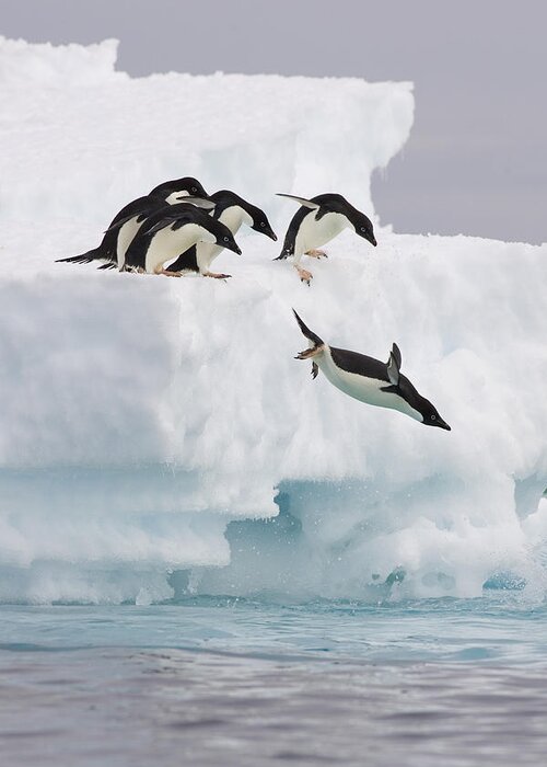 00761831 Greeting Card featuring the photograph Adelie Penguin Diving Antarctica by Suzi Eszterhas