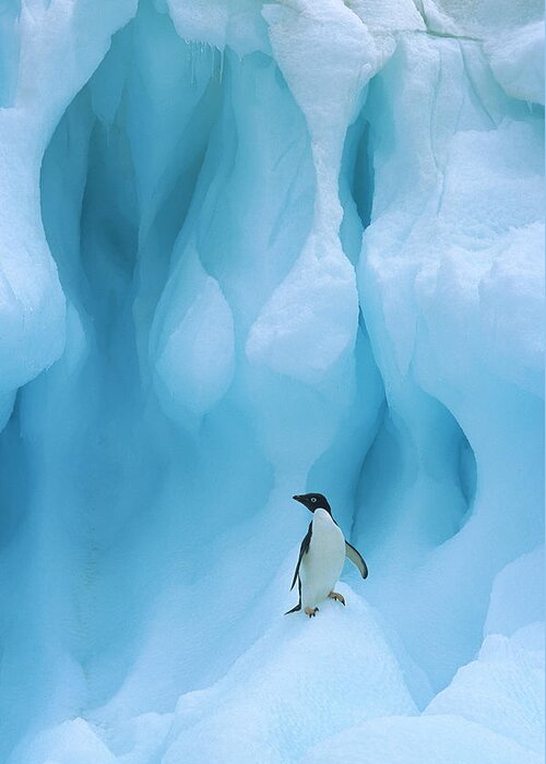 00260284 Greeting Card featuring the photograph Adelie Penguin on Iceberg by Colin Monteath