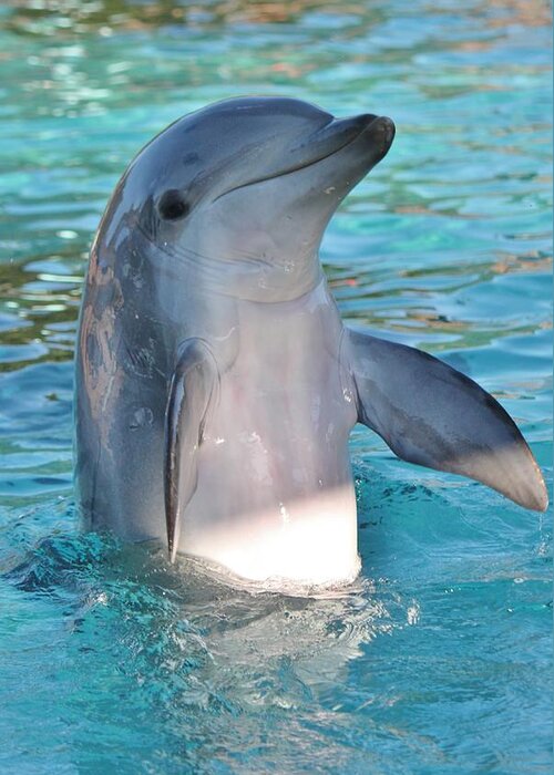 Adorable Dolphin Photograph by Natalie Markova
