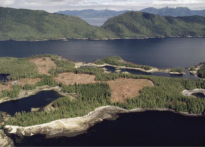 Mp Greeting Card featuring the photograph Aerial View Of Clearcut Temperate by Gerry Ellis
