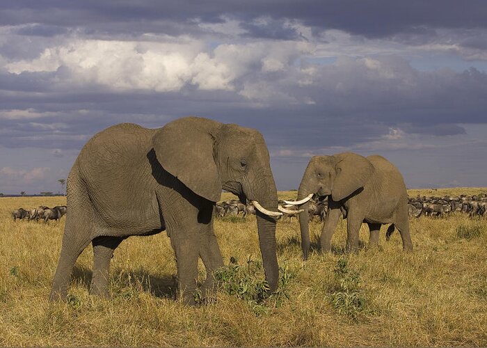 00784036 Greeting Card featuring the photograph African Elephant Pair Masai Mara Kenya by Suzi Eszterhas