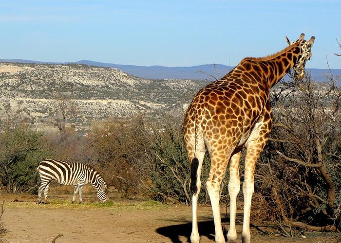 Giraffe Greeting Card featuring the photograph African Safari in Arizona by Kim Galluzzo