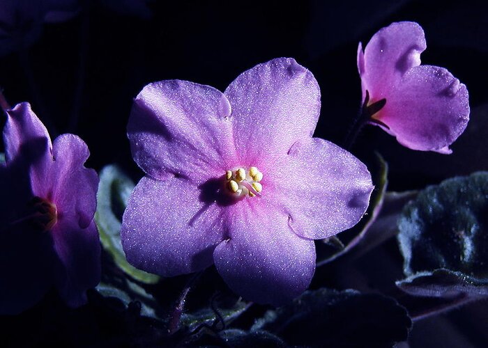 Sharon Mick Greeting Card featuring the photograph African Violet by Sharon Mick