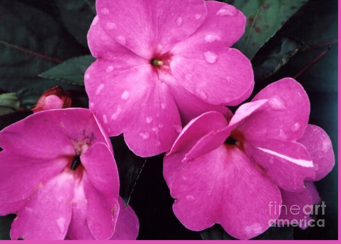 Nature Flower Inpatiens Walleriana Busy Lizzie Balsam Perennial Pink Petals Three Trio Rain Raindrops Moisture Dew Liquid Mist Sprinkle Leaves Green Outdoors Bloom; Greeting Card featuring the photograph After The Rain by Susan Stevenson