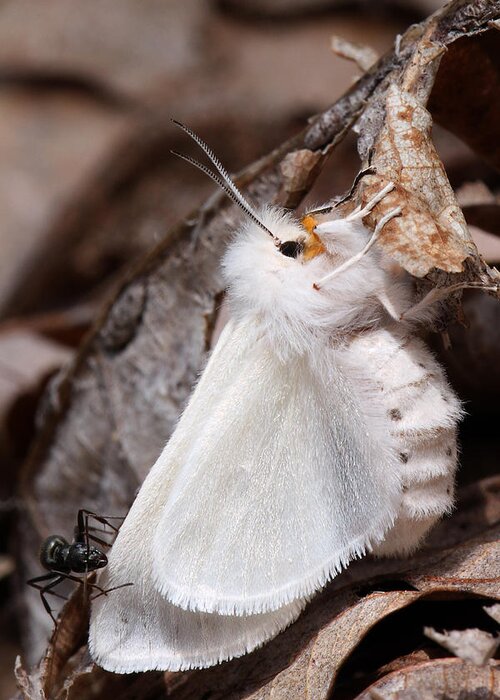 Spilosoma Congrua Greeting Card featuring the photograph Agreeable Tiger Moth With Ant by Daniel Reed