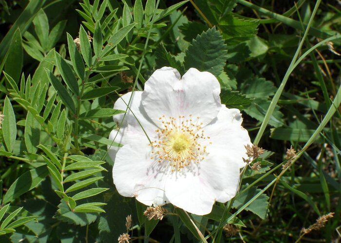 Calgary Greeting Card featuring the photograph Alberta Wild Prickly White Rose by Mark Lehar