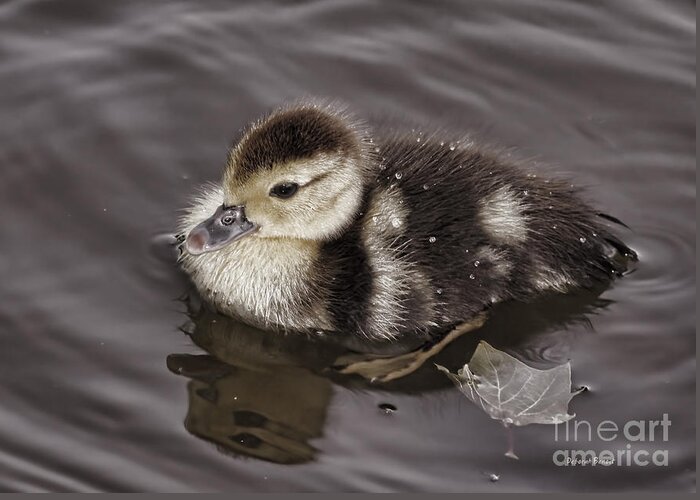 Duckling Greeting Card featuring the photograph All By Myself by Deborah Benoit